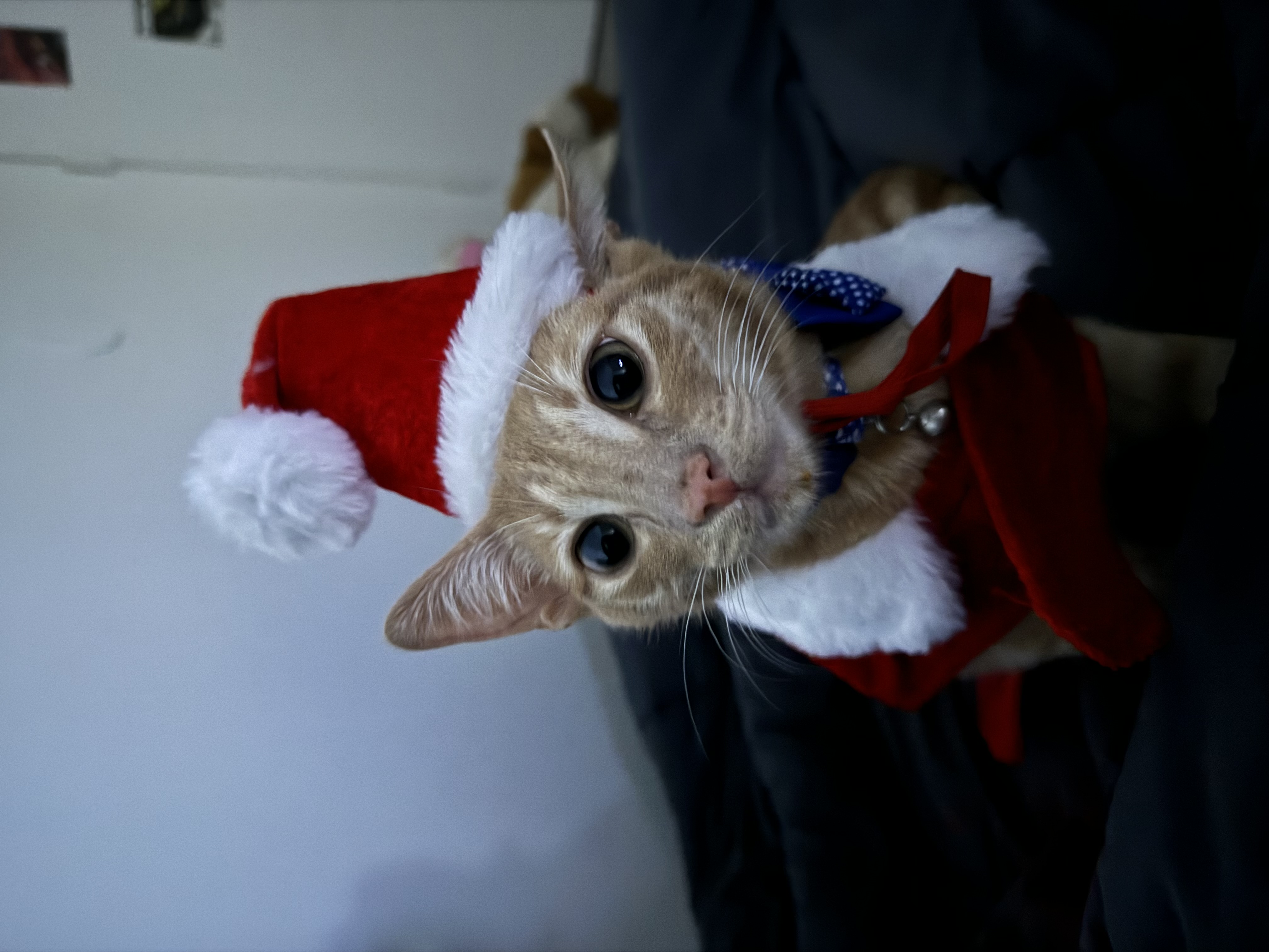 Samir in Santa costume