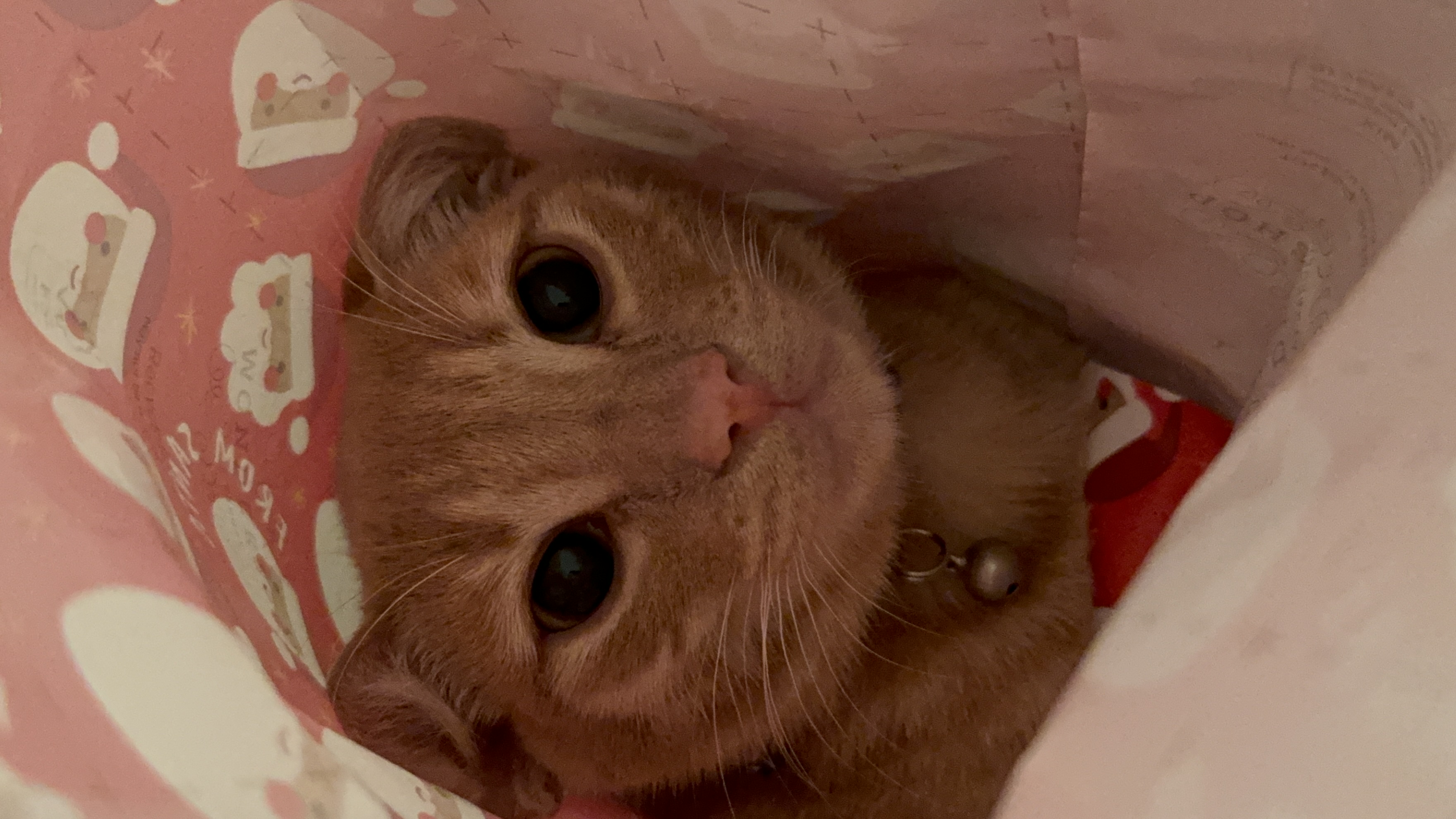 Samir in a bag